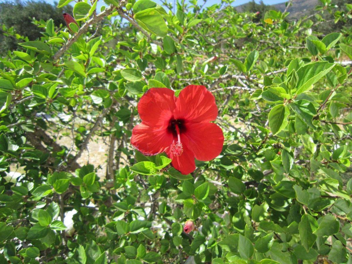 Elisso Villas Platis Gialos  Esterno foto